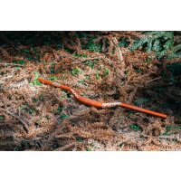 Funn Upturn 35x800mm Lenker Rise: 40mm Blast Orange