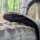 Mudhugger EVO 2026 FOX 36 Bolt-On Shorty Vorderrad-Schutzblech